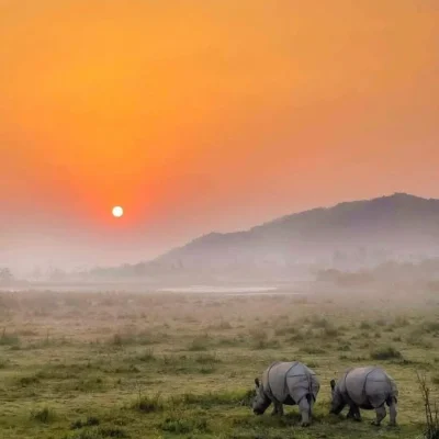 Kaziranga